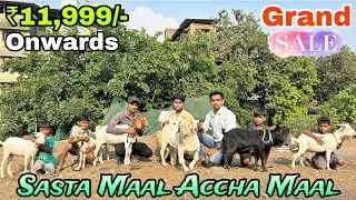 Sasta aur quality mein har nasal ka janwar milega at al abbas goat farm mumbra