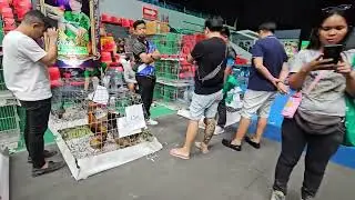 Свитер 5K &mdash; низкие цены на выставке бойцовых петухов Big Farms.