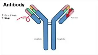 Antibodies (Immunoglobulins)  L13| Immunity | Human Health & Disease | NEET Biology | NCERT