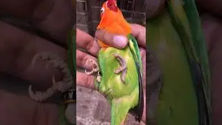 Vibrant colors! Close-up of a Gorgeous Fischer&rsquo;s opaline Lovebird. #exoticbird #vibrantcolors#parrot