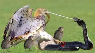Eagle vs. Deadly Snakes: Africa's Ultimate Predator Showdown #wildlife #eagleattack #eagles