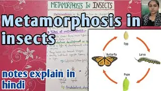 Types of metamorphosis in insects | notes || bsc