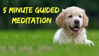 How to do 5 minute Guided meditation with the love of your Dog