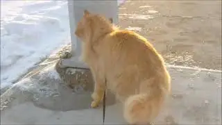 MAINE COON NAMED SWEETIE FINDS A LIGHTPOLE WELL ON AN ADVENTURE OUTSIDE YOU LIGHT UP MY LIFE FURRY.