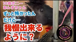 ずっと怖かった事が、我慢出来るように？ポニーあんずちゃんの挑戦！