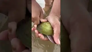 Pearls shell under sea