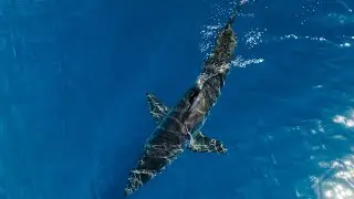 Drone Footage of a Mako Shark!