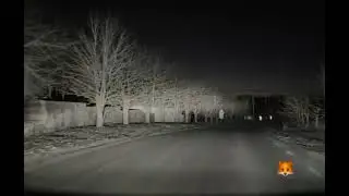 TeslaCam. Tesla and the Little Fox in the Middle of the Night