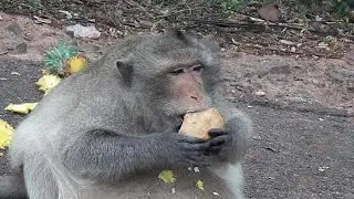заипал