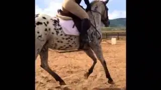 Pony of America jumper for sale