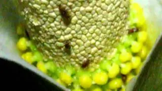 sap beetle (Nitidulidae) mating activity in Amorphophallus variabilis, Univ. Indonesia (part2)