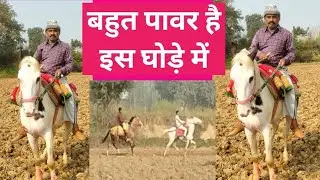 बहुत पावर है इस घोड़े मे Baba Govind sahab Mela 2021 हॉर्स रेसिंग वीडियो सवार वीरेंद्र सिंह up race