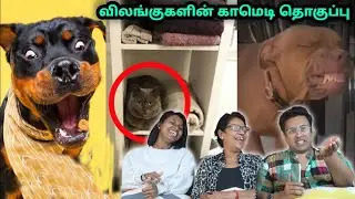 ANIMALS KIYA MIYAKKAL !! 😂|| Funny video || Ramstk Family@twistystory