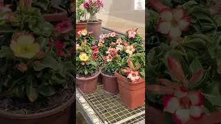 Rare Thailand Imported Adenium Plant Online Sale 🔥 #adenium #plants #flowers #garden