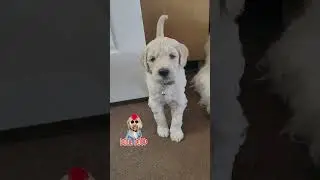 Golden Doodle Puppies, Fluffy, Friendly, and Full of Fun