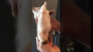 Baby Shook fights to breath as his chest caves in