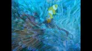 Scuba Diving Holidays on Bangka Island Bangka Island, Indonesia Holiday  (ref: AH130056)