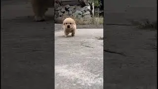 Retriver #bollywood #funny #pets #dogbreed #puppy #song #shorts #short #reaction #reach