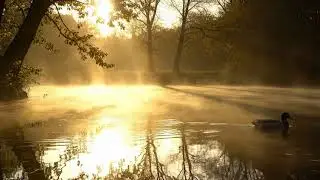 Morning dew by the water ambiance