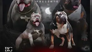 How To Select The Proper Breeding Pair | Geno Type VS Pheno Type | Does It Really Matter?