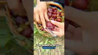 Secret Code Inside the Queen of Fruits! #food #fruits #fruitfacts #mangosteen #shorts