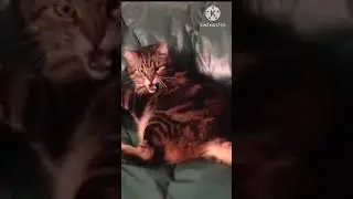 Disturbed Cats That Are Down With The Sickness (Short Edit) #disturbed #funnycatvideos #cats