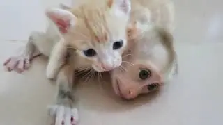 Little Lizza Cry Loudly Strong Hold Cat