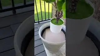 Upgraded my method of &ldquo;planting&rdquo; my outdoor faux trees!