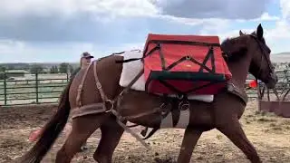 Pack Training Demo video