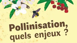 6-Des fleurs fonctionnelles pour les insectes pollinisateurs en ville, Alice Michelot-Antalik