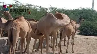 Camel Itching || Camel feeding || Camel gethring