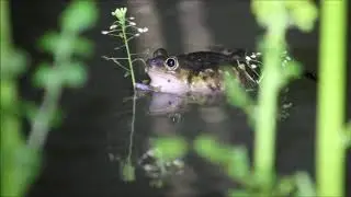 Eastern Spadefoot Toad Calling (Scaphiopus holbrooki)