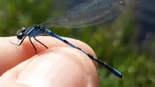 Dragonfly Ireland   The Blue Damselflies