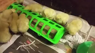 We now have our commercial meat chicks in the brooder at Janderra 🐤 home sweet home