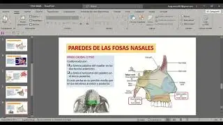 FOSA NASAL