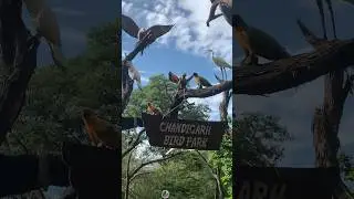 Bird Park Chandigarh #birdparkchandigarh #tourism | Tourist Place near Chandigarh | #chandigarh