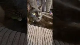 Super Cute Cat Antics Compilation 😺 Funny, Adorable & Heartwarming Cat Clips #catsofyoutube