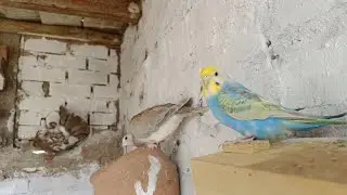 يوم مختلف داخل المحمية.. الطائر الجديد والأسعار وكل التفاصيل!