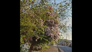 lofi luv (full album) - RAFRA | lofi songs to study, relax and sleep [official visualizers]