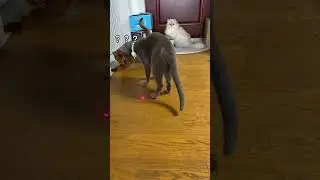 The Purrfect Playtime: Cat Collar Laser Light Toy