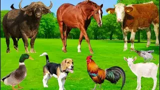 Farm Animal Sounds: Cow, Sheep, Cat, Dog, Chicken, Duck, Horse - Animal Moments