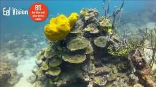 EelVision BG Dive Filter - GoPro HERO4 HERO3 HERO3+ Diving Video Comparison