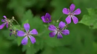 Wildflowers in June UHD 4K