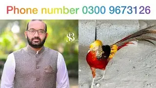 Red golden pheasant phone number 03009673126 