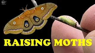 RAISING MOTH CATERPILLARS   MY EGGS HATCHED! WHAT NEXT?  POLYPHEMUS MOTH