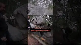 Обнаружена ОГРОМНАЯ голова змеи #шорты #открытие #древность
