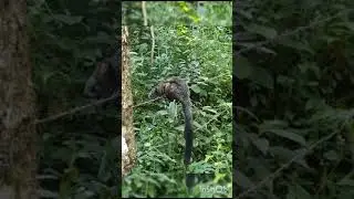 Rare Flying cat Rescue. whose wings got pierced by sharp barbed fence wire at Hosamane Athikodige