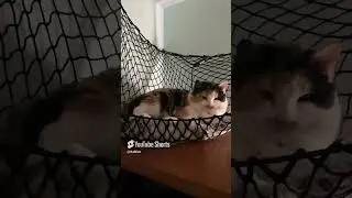 Poppet the Calico Cat Napping Peacefully in Her Net! 💤 #LovelyCat #CalicoCrew