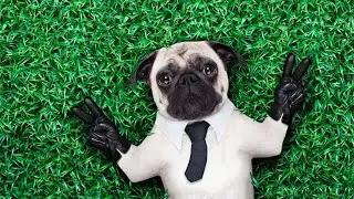 Are Pugs Good Companions for Pet Turtles?