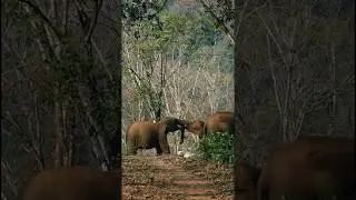 Nature's masterpiece in motion #forest #wildlife #love #elephants #kerala#love